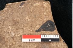 Foto (Detailansicht) von Araucaria sternbergii Goeppert (NHMW-GEO-2024-0188-8288)